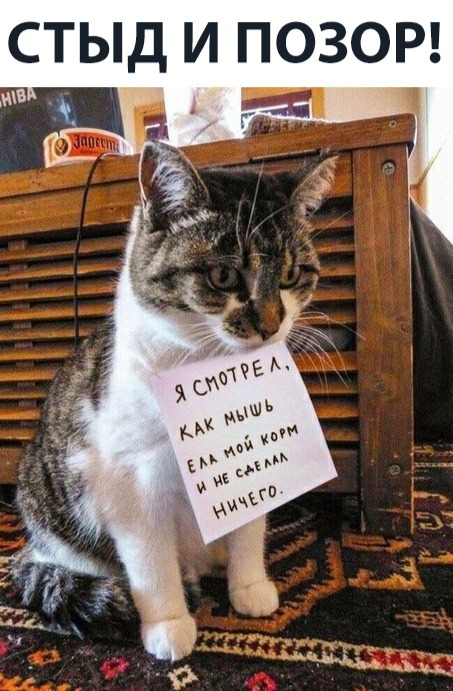 Прикольных котов пост