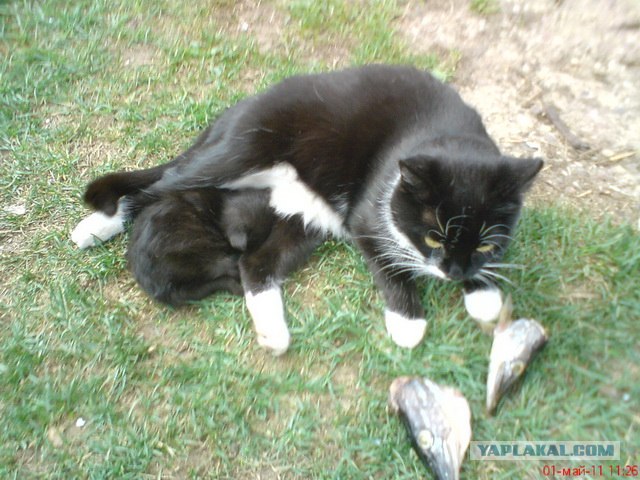 Котовторник 1.11.11