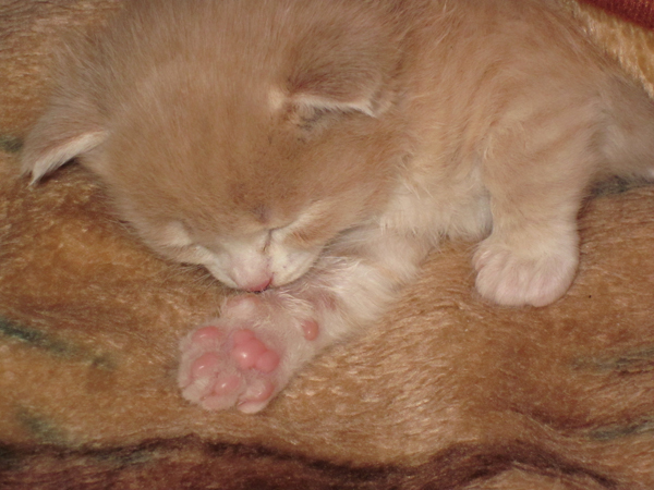 Котовторник 22.11.11