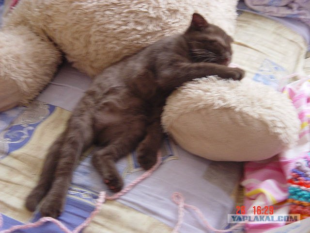 Котовторник 22.05.2012