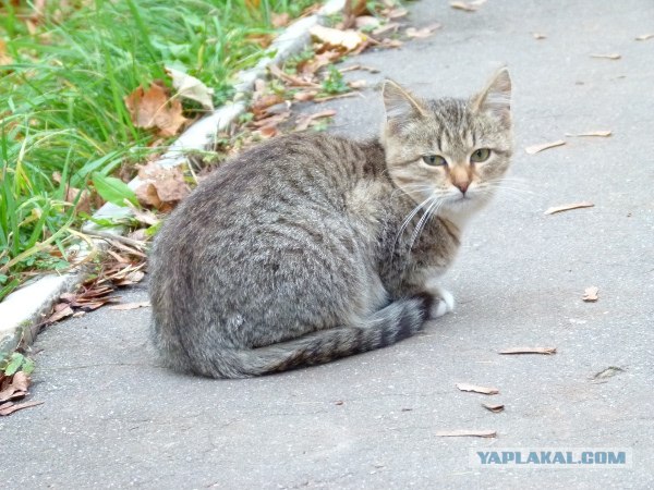 Котовторник ( 23.10. 2012. )