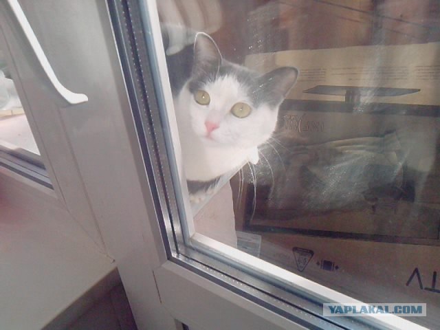 Новогодний Котовторник 01.01.2013