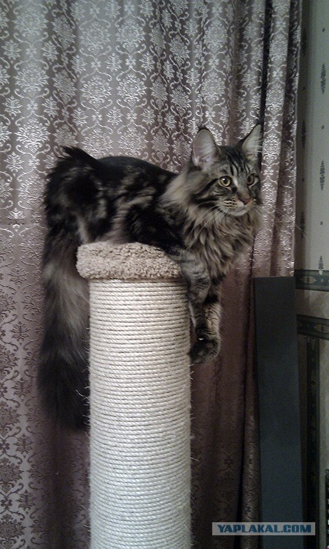 Котовторник 19.02.2013