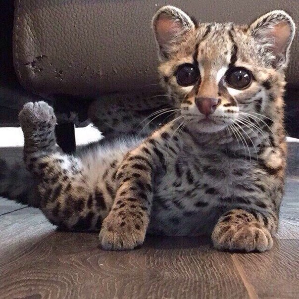 Дикий котовторник