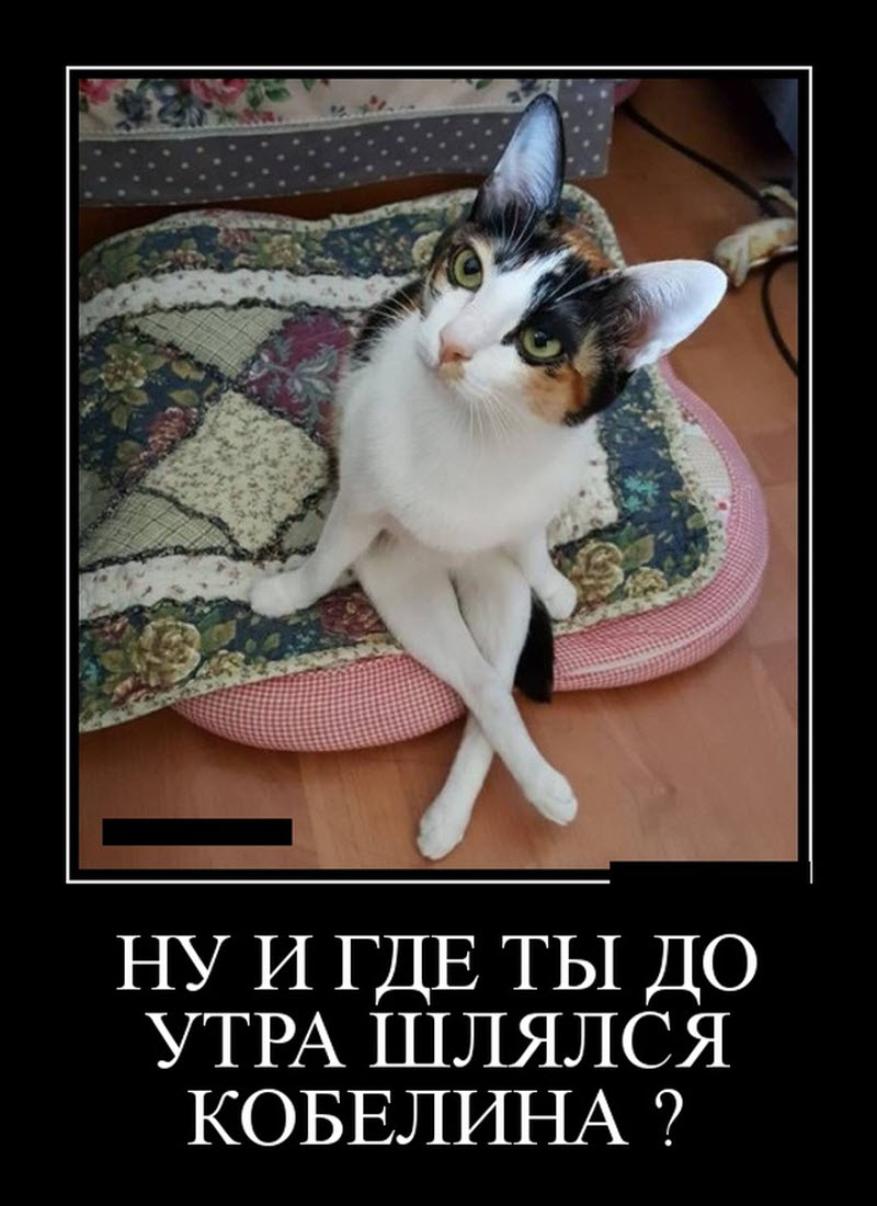 А куда ты его делала. Куда путь держишь. Картинка где ты этому научился. Картинка дай знать где ты находишься. Коты мемы.