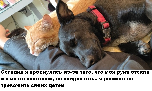 Только 1% людей не засмеётся, увидев, в каких позах уснули эти собаки
