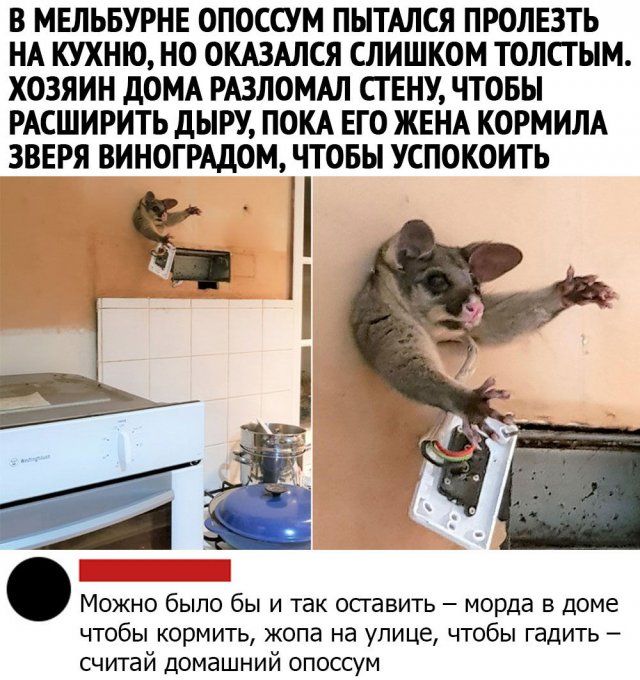 Забытая дома голова