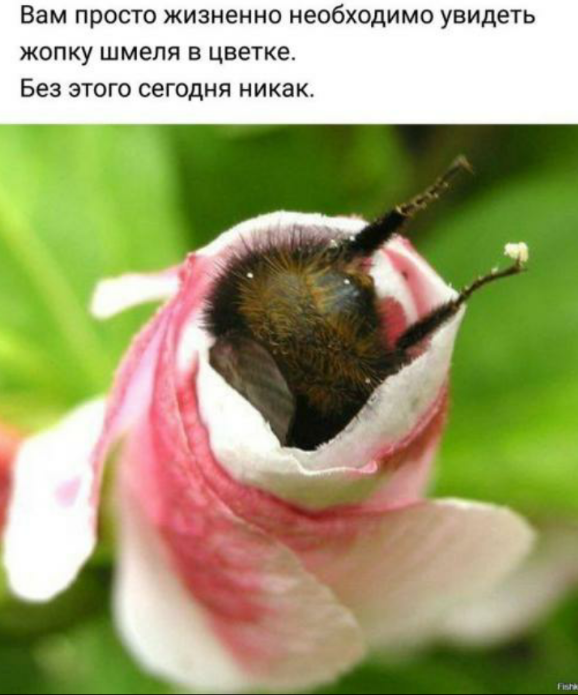 "Я слишком толст для этих ваших Бжжжжжж"