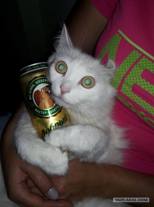 "Удоли!" Дурацкие фото котеек, которые они просили не показывать