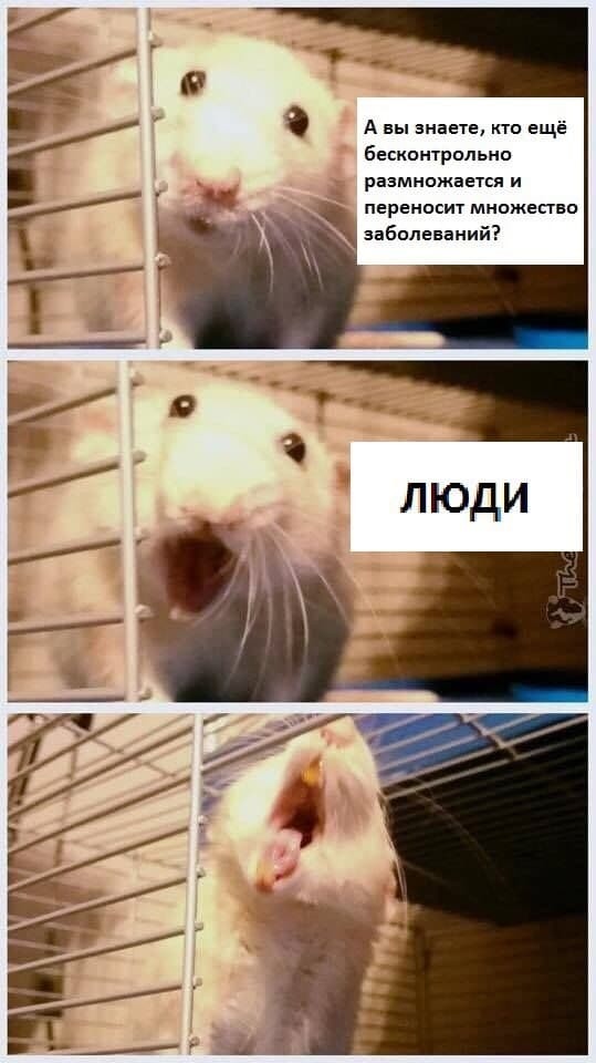 Сотня картинок для настроения 25.12.2020