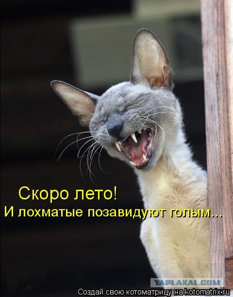 Жарко стало котику