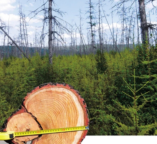 Российские леса постоянно горят, но их биомасса рекордно выросла. Как так вышло и что из этого следует?