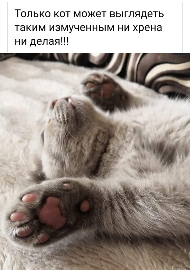 Картинки и мемы для настроения 30.09.2021