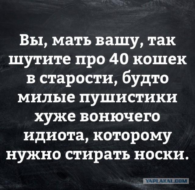 Весёлый полтишок 05.11