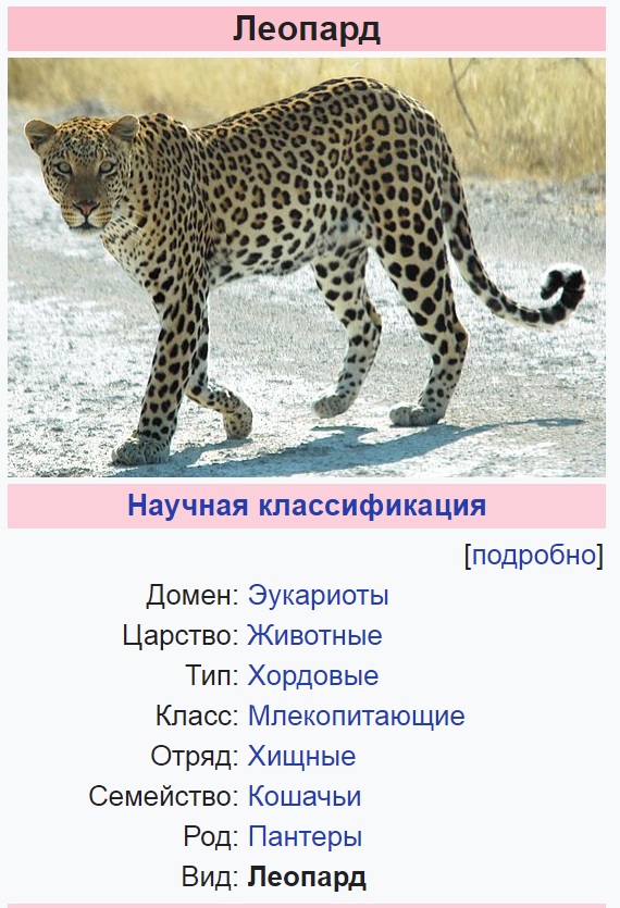 Котейка охотится