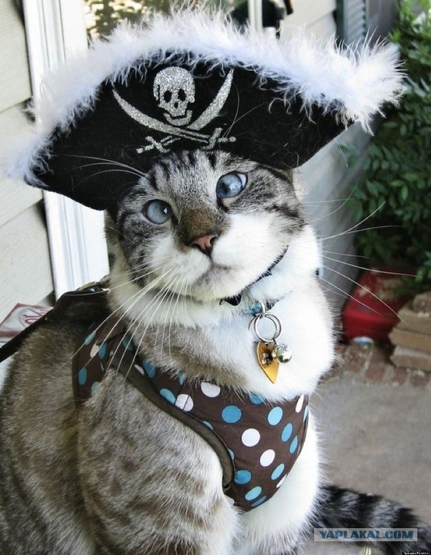 Победная поступь идиотизма по планете – том 16