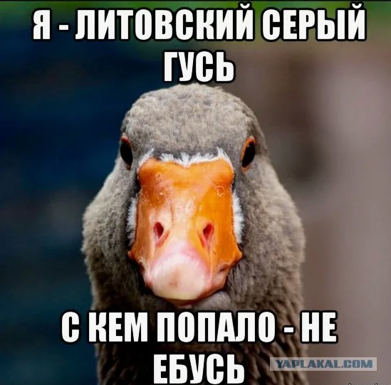 Не звоните сюда больше Мем. Алло Гусь