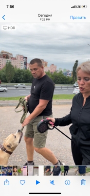В Севастополе две бойцовские собаки разодрали женщину