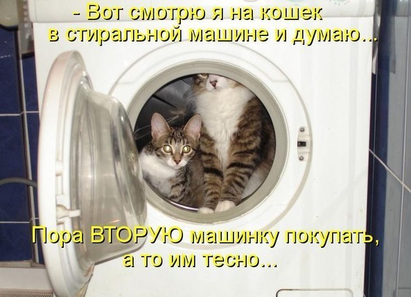В Москве 80-летняя пенсионерка случайно постирала свою кошку
