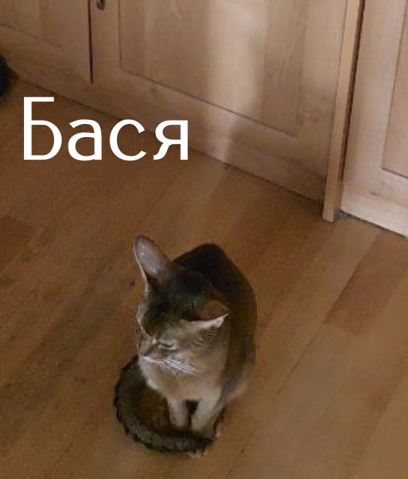 Жизнь домашнего приюта "Котоленд" 508