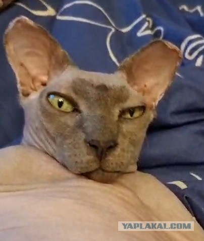 Кошкам наплевать на своих хозяев