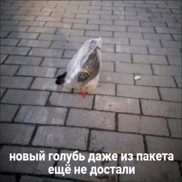 Веселые картинки в пятницу (21.08)