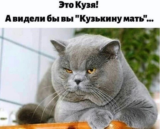 К котовторнику: подборка картинок-баянов с котиками и про котиков. Выпуск 44.