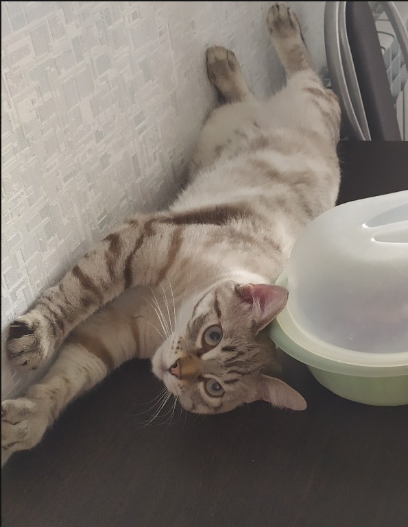 А у нас сегодня кошка, родила двоих котят