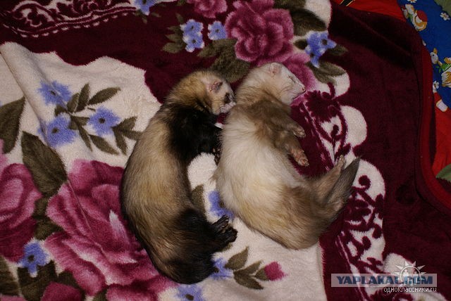 Новорожденные хорята (видео)