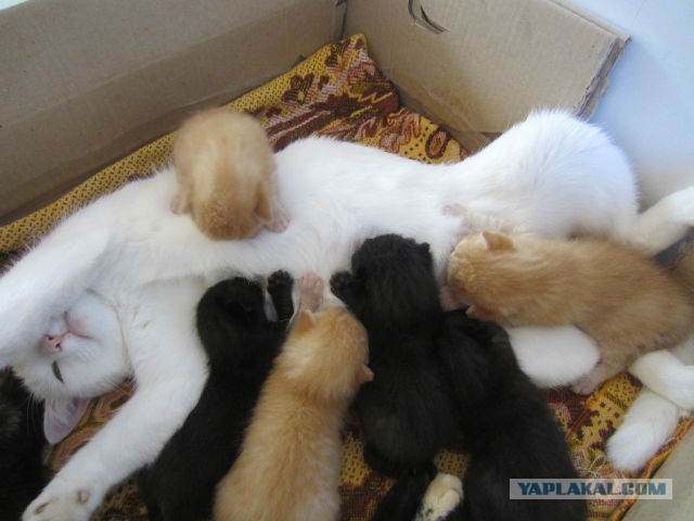 Плоды толерантности