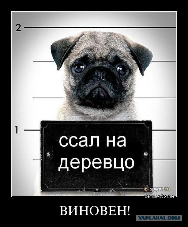 Рабы, сосите пиво