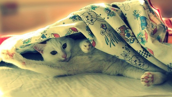 Польза от котов