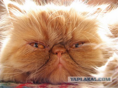 Всё, мне походу пистец!