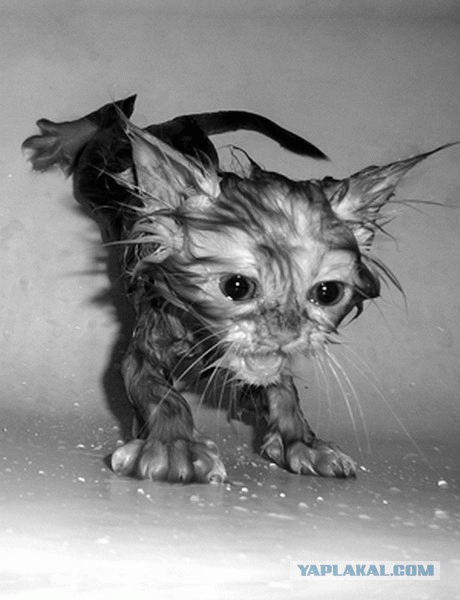 Сегодня мыли котов :3