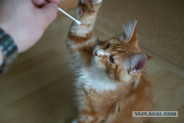 Котовторник  08.04.2014