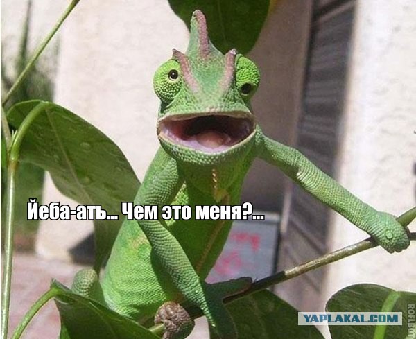 Животные в шоке