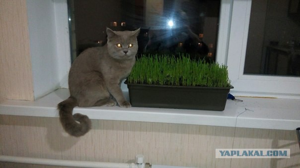 Котовторник