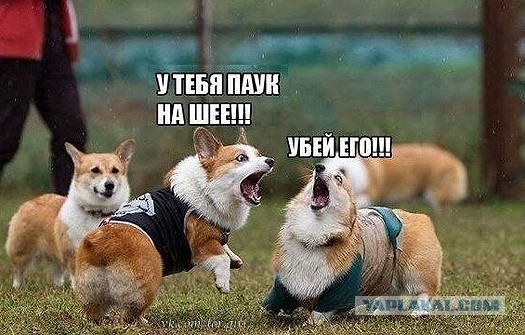 Принесите мне огнемёт!