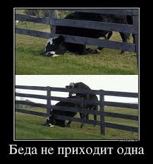 Спасение собаки
