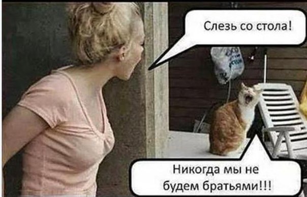 Вся суть котов