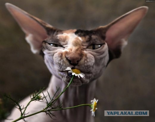 Ненавижу, когда такое случается