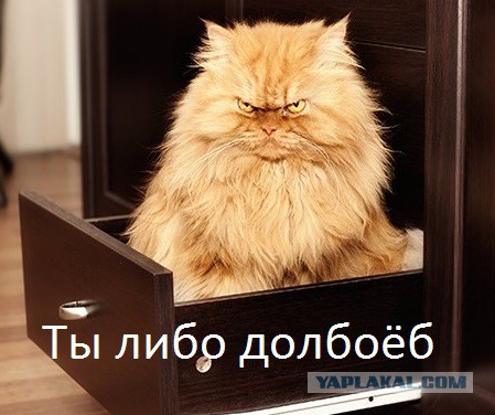 Упоротые киски из социальных сетей