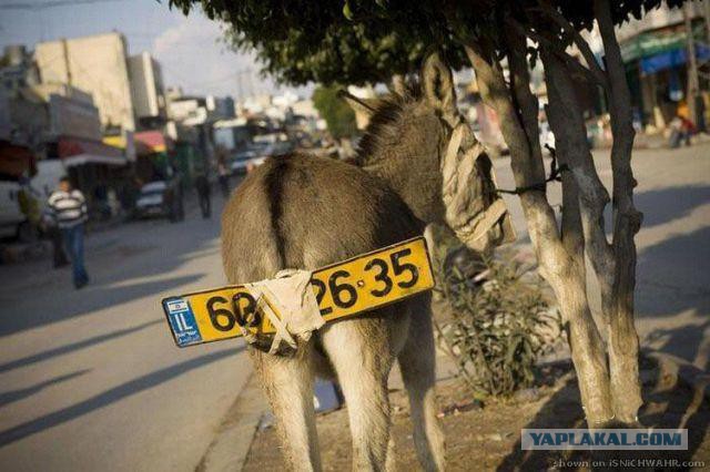 Перспективная "рабочая лошадка"
