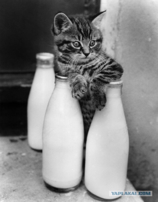 Котовторник