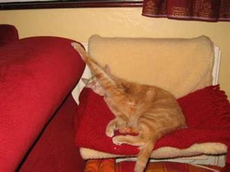 Коты, кошки, котята