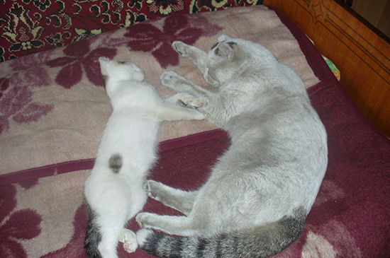 Котовторник  01.03.2016