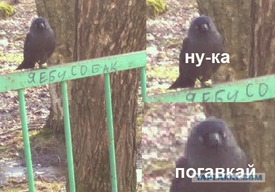 Одинокий кот и игрушка