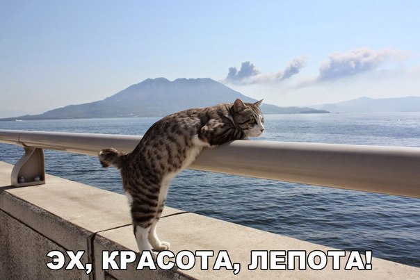Мохнатые беспредельщики