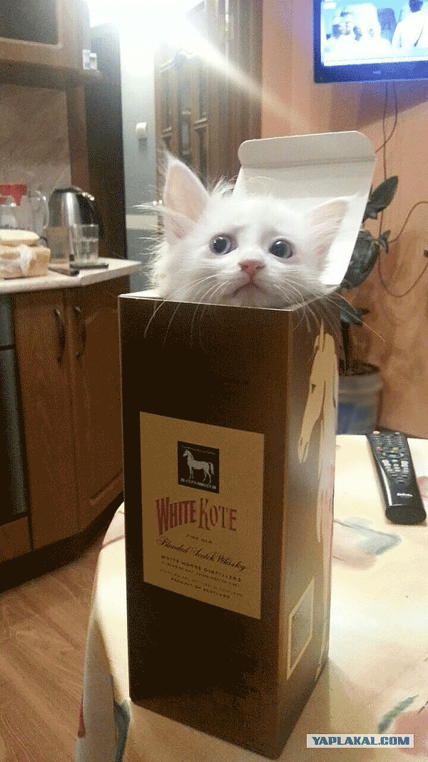 Шесть этажей для Саньки