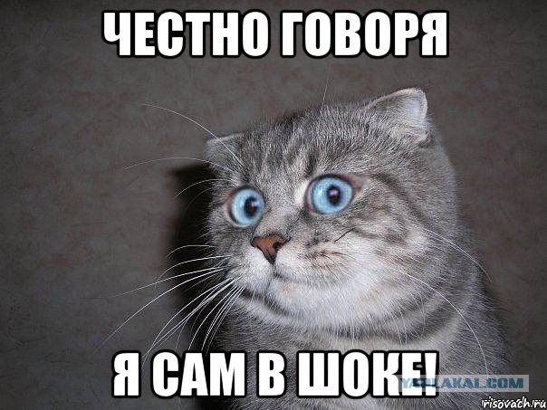 Ученые доказали - Котэ умне! Котэ всё понимат!